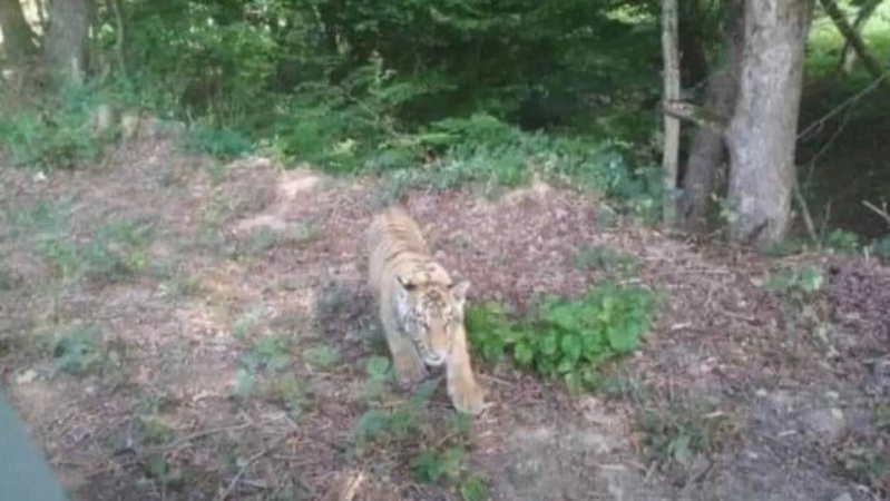 Тигреня втекло з домашнього зоопарку на Закарпатті і помандрувало у Словаччину