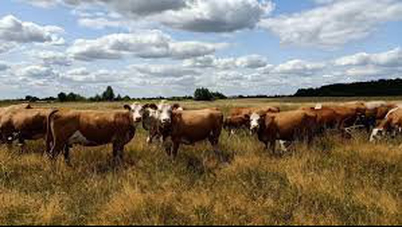 У Боголюбах створять громадське пасовище