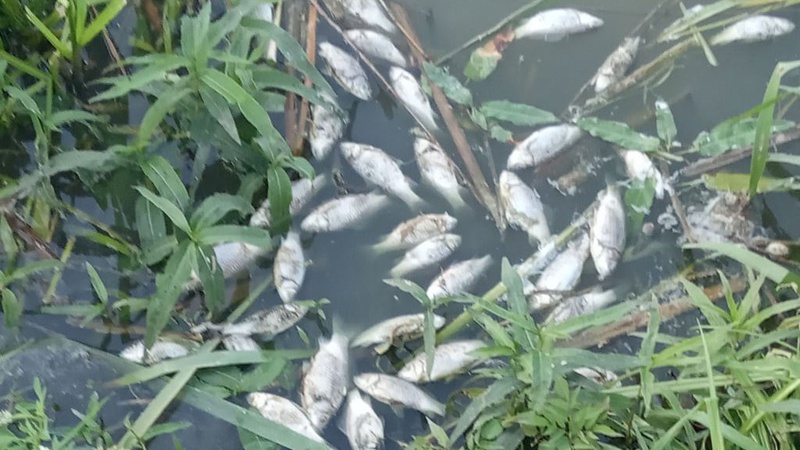 У Нововолинську масовий мор риби в озері. ФОТО