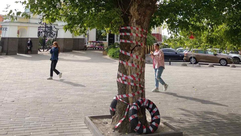 У центрі Луцька зріжуть аварійне дерево