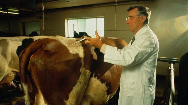 На Волині після випадку бруцельозу проведуть рейди з обстеження тварин