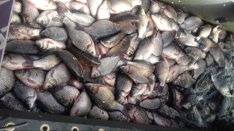 На Волині виявили «темну» торгівлю рибою