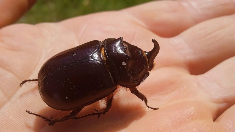 Волинянин виявив на своєму обійсті рідкісних комах