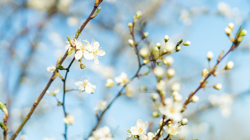 Весна: прогноз погоди на Волині на 1 березня