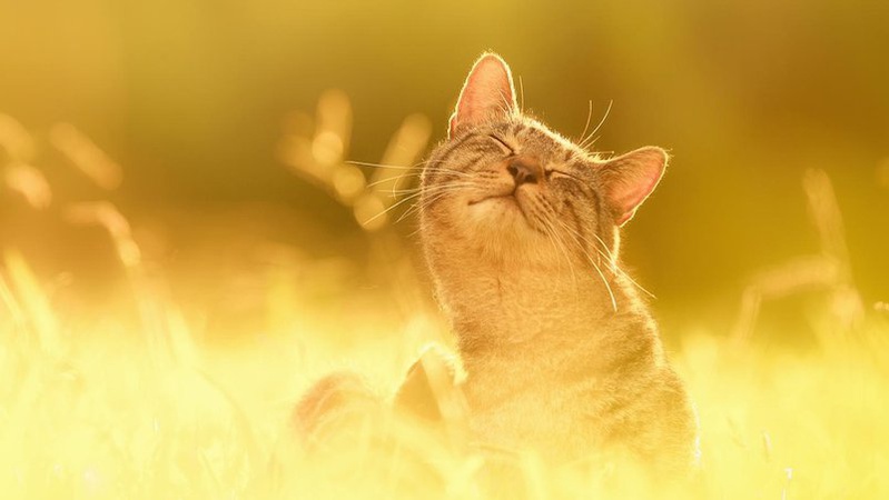 Синоптики анонсували спекотну погоду