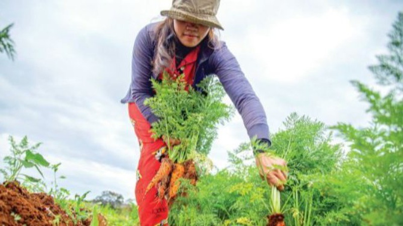 Місячний посівний календар на липень 2024: вдалі дні для посадки та збору врожаю
