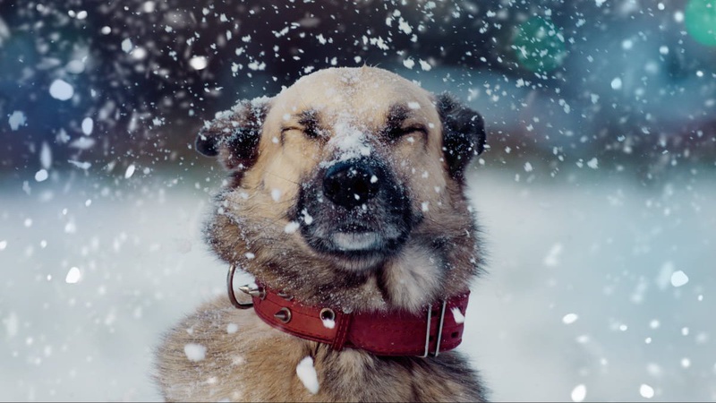 Яка погода очікується завтра, 20 січня