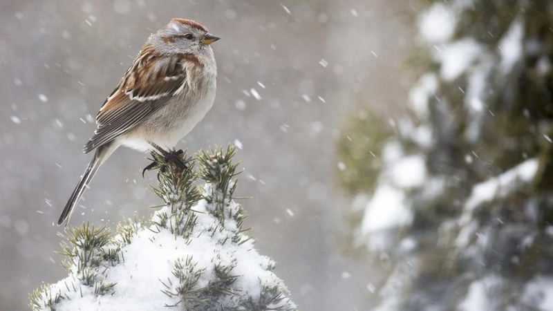 В середині березня в Україну увірвуться дощі, мокрий сніг й похолодання
