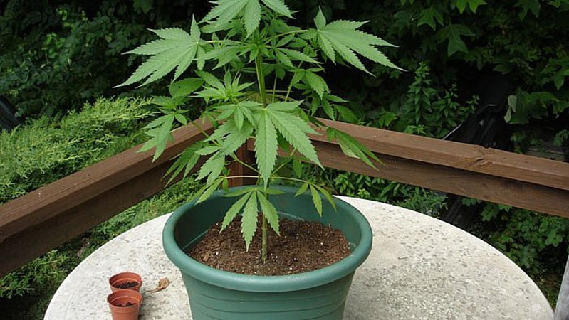 Волинянин у горщики з-під вазонів вирощував коноплю «для себе»