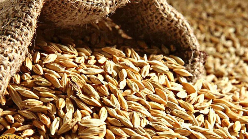 Окупанти на тимчасово захоплених територіях Запоріжжя продовжують організовувати викрадення українського зерна