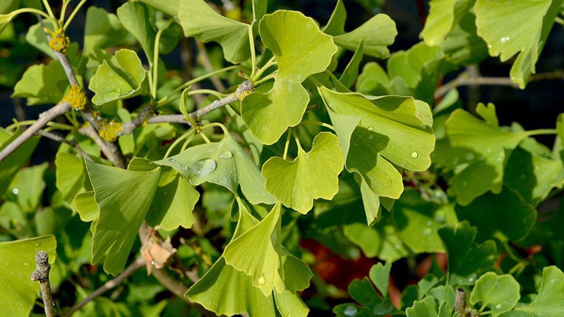 На Волині вирощують реліктове дерево гінкго дволопатеве