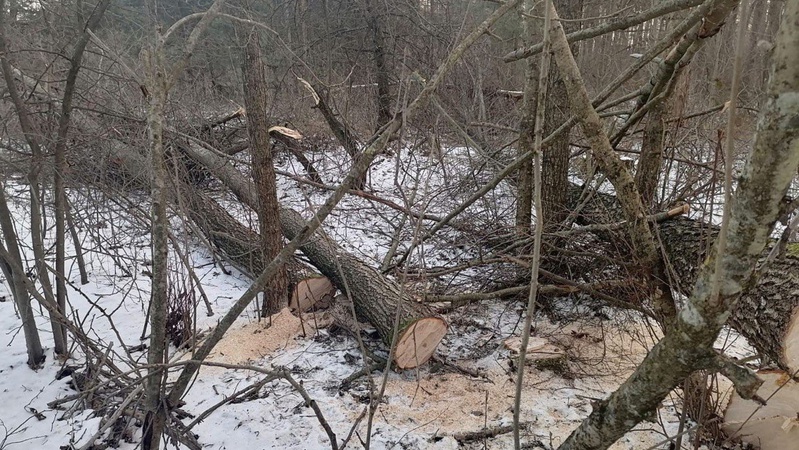 Волинянин зрізав дерева у національному природному парку
