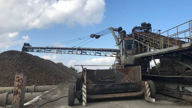 На Волині триває сезон заготівлі цукрових буряків: які прогнози