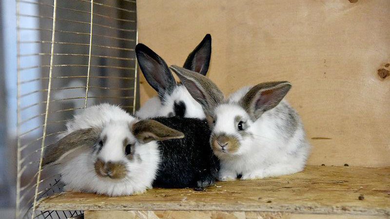 У волинянина поцупили 11 кролів