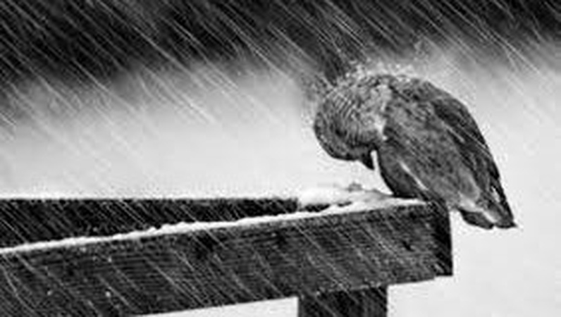 Дощ та мокрий сніг у низці областей: прогноз погоди на 17 грудня