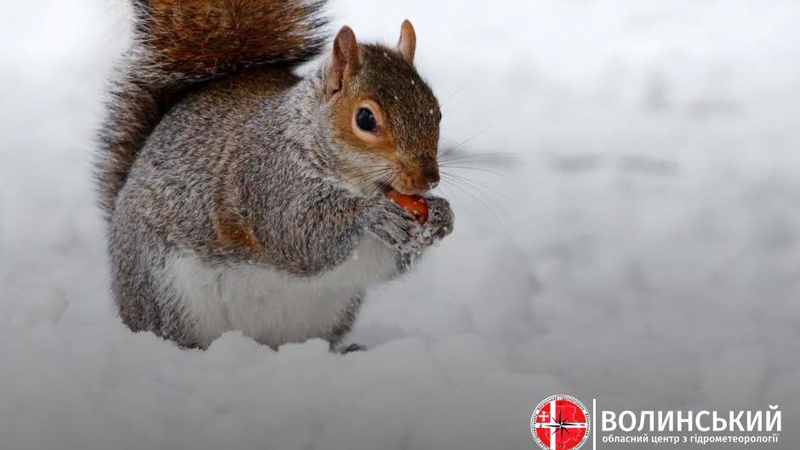 Прогноз погоди на 24 січня: на Волині прогнозують дощ та мокрий сніг