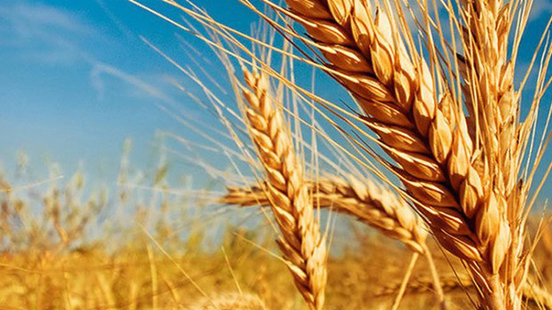 Кабмін подав до Ради ініціативу, яка може зруйнувати вітчизняну аграрну науку