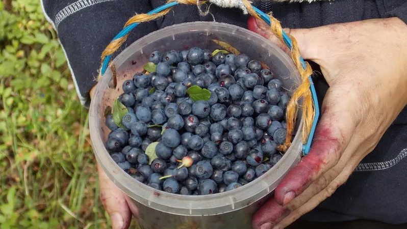 Понад 2 мільйони гривень надійшло місцевим бюджетам Волині від збору чорниць