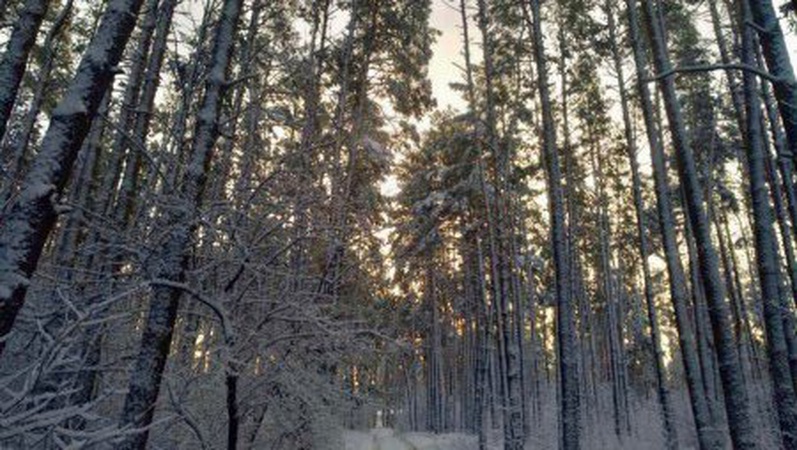 На Волині в державну власність повернули землі лісового фонду вартістю понад 28 млн