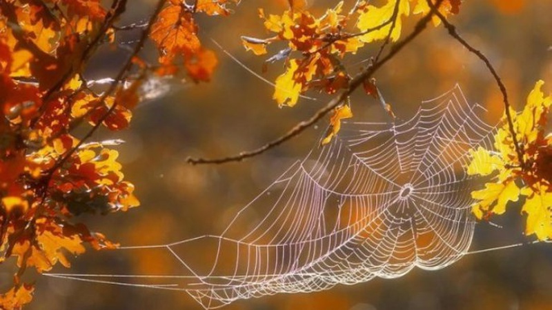 Початок тижня буде прохолодним, потім – «бабине літо»