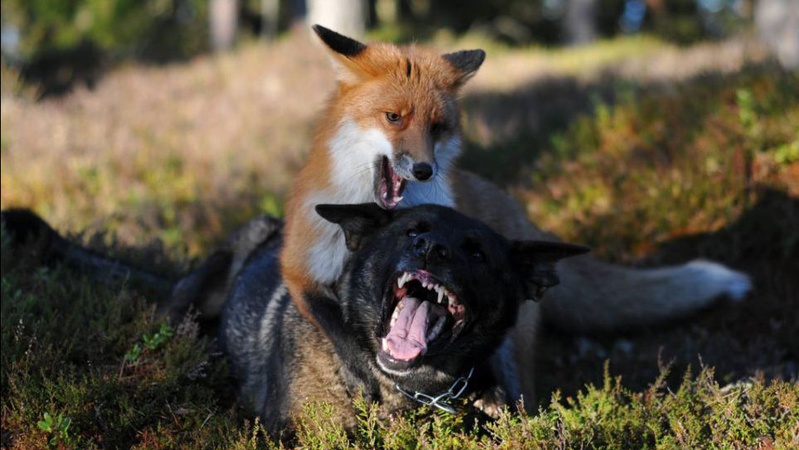 У громаді на Волині в домашнього собаки виявили сказ