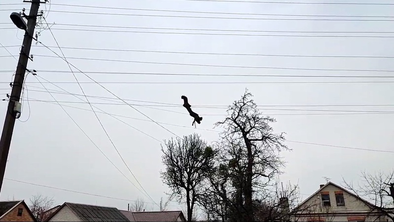 Обережно: у Луцьку на електричному проводі застрягла велика гілка. ВІДЕО