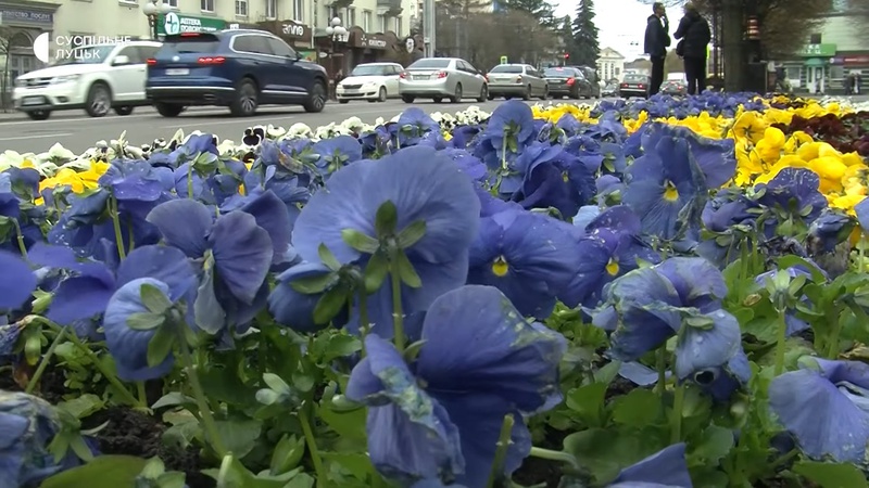 У Луцьку комунальники висадять 40 тисяч квітів
