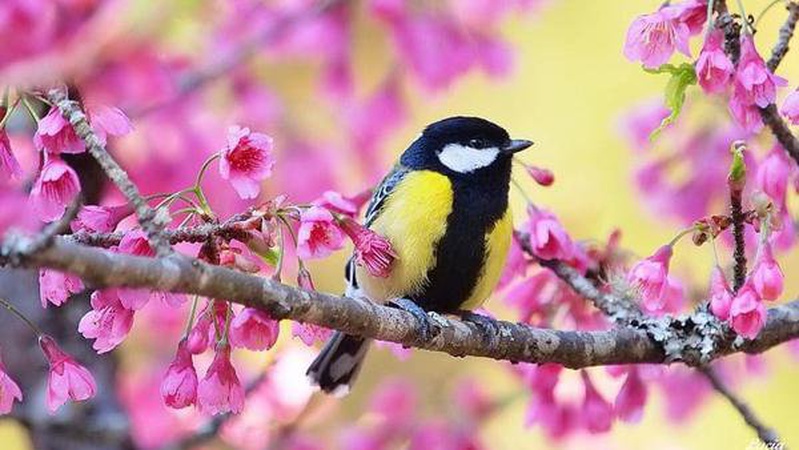 Народні синоптики дали прогноз погоди на кінець квітня