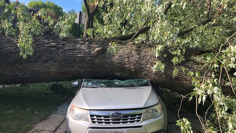 На Волині дерево впало на автомобіль, є постраждалі