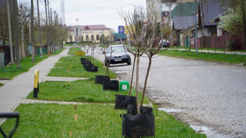 У місті на Волині висаджують алею катальп