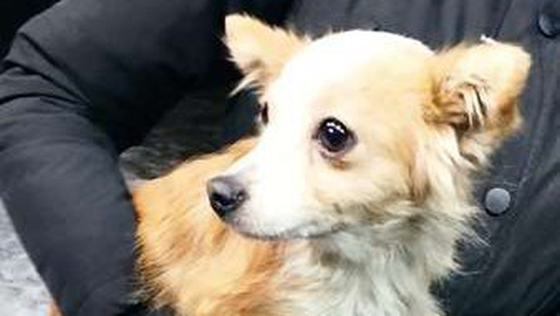 У Луцьку люди висадили собаку з машини і поїхали