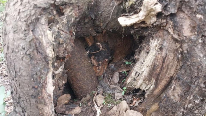 На Волині в дереві знайшли вибухонебезпечний предмет