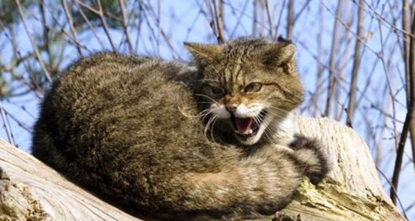 На Волині домашній кіт заразив сказом трьох дітей