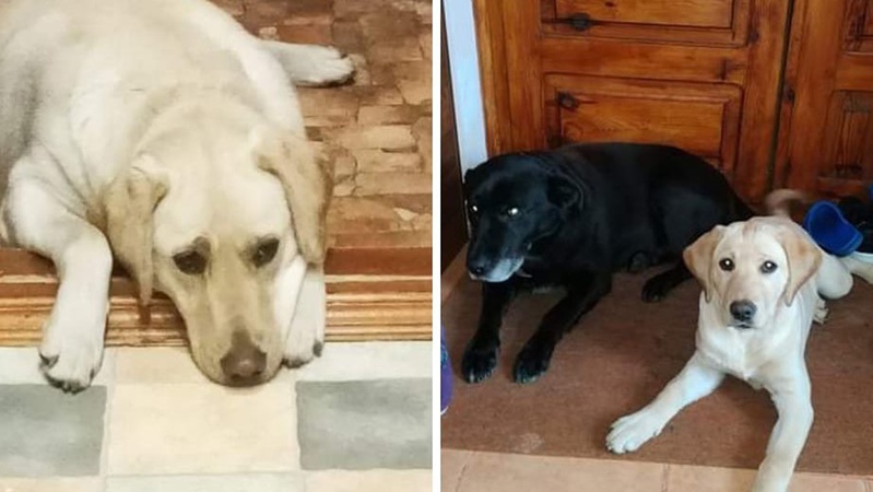 У селі біля Луцька обстріляли собак, яких розшукували господарі