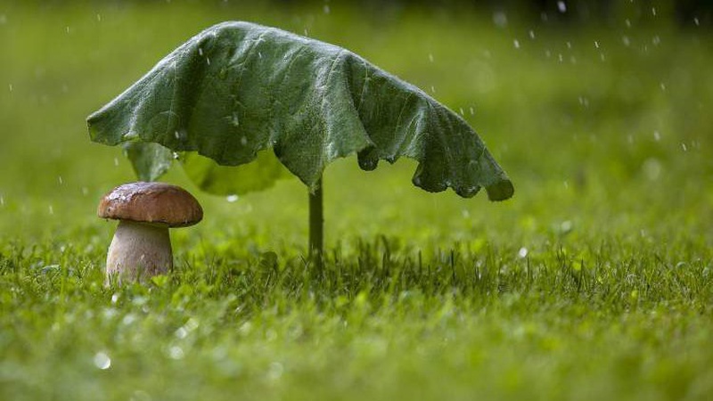 Більшу частину України накриють короткочасні дощі