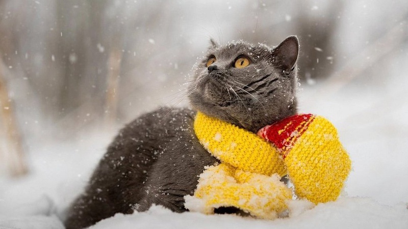 Морозно, місцями опади: прогноз погоди на 6 грудня