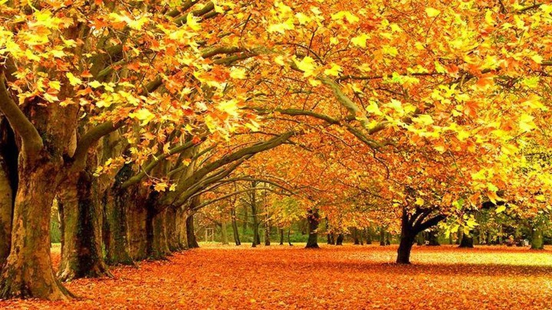 Бабиного літа в Україні не буде: синоптики ошелешили новим прогнозом на жовтень