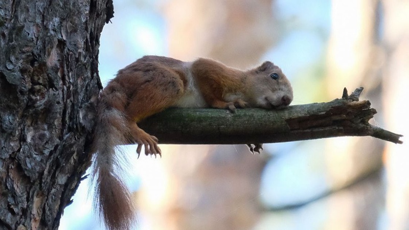 У середу температура на Волині підскочить до +9°