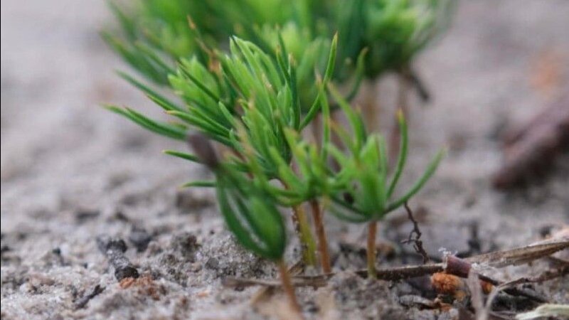 Як волинські лісівники вирощують мікроліс