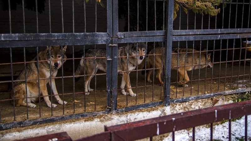 Як зимують тварини у Луцькому зоопарку за умов відключення світла. ВІДЕО