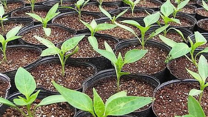 Розсада з «шапками». Як зробити, щоб такої не було?