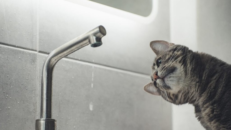 Сьогодні Рожище на декілька годин залишиться без води