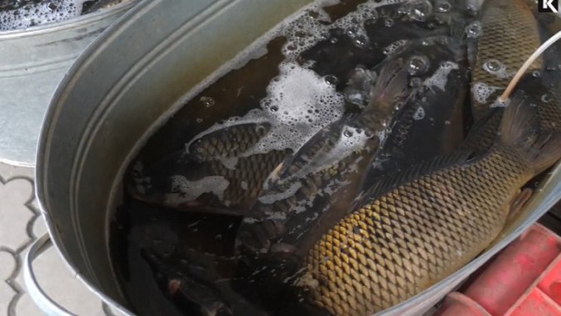 Почім продають рибу на ринку в Луцьку. ВІДЕО