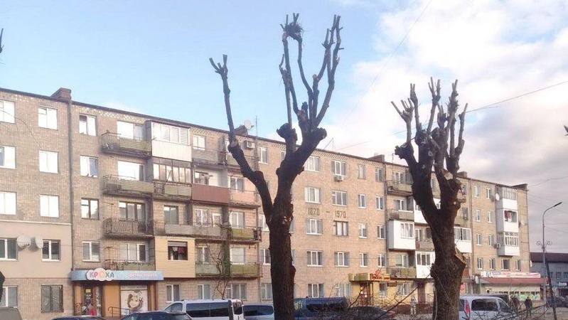 Близько 70% кронованих дерев у Ковелі загнивають. ФОТО