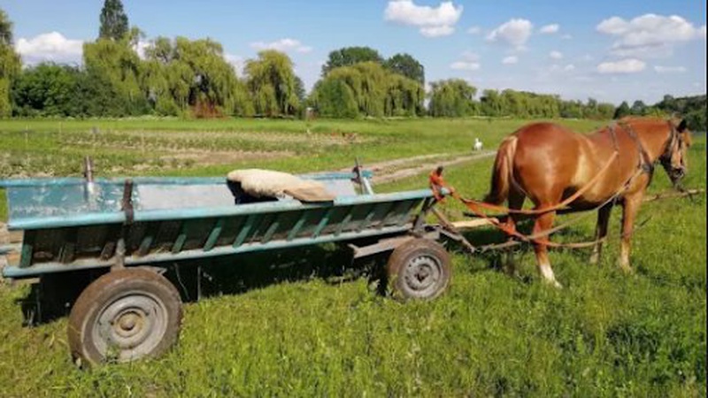 Раніше судимий волинянин викрав коня з возом