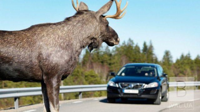 На Волині три автомобіль переїхали лося