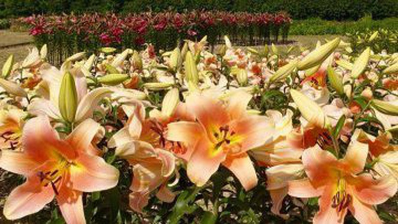 «Волинська Голландія» відкриває осінній сезон. ФОТО