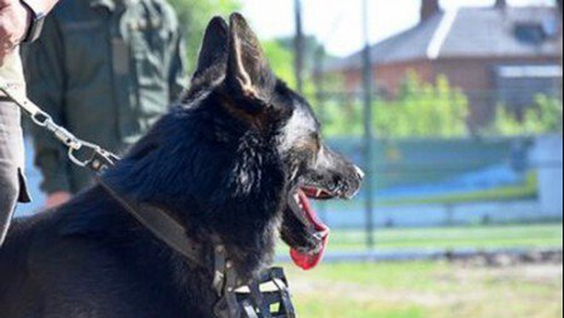 Біля Луцька обікрали склад автозапчастин. Будинок злочинця розшукав пес поліцейських