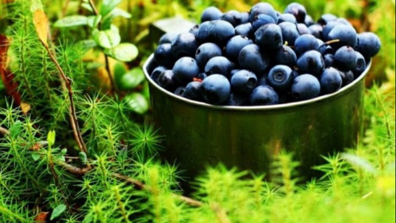 На Волині заготівельники чорниці поповнили бюджет на понад 2 мільйони гривень