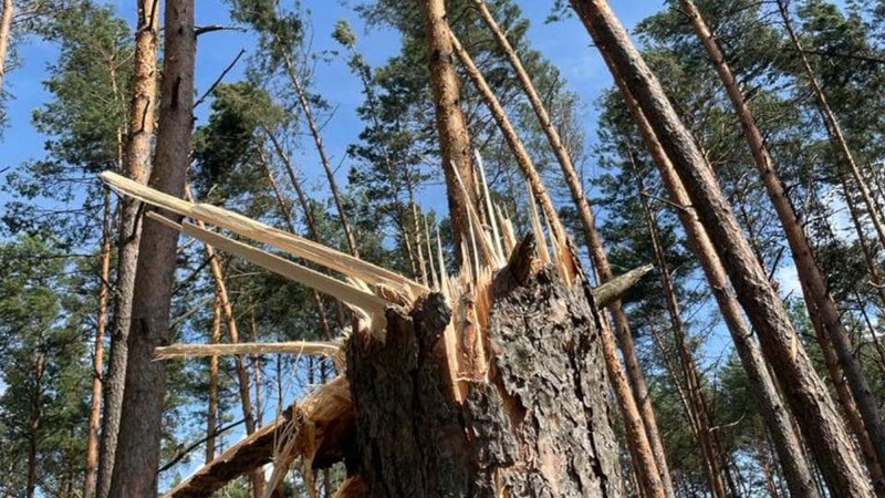У волинських лісах досі долають наслідки серпневого буревію